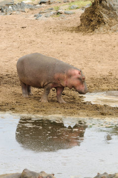 Closeup of Hippopotamus image taken on Safari located in the Serengeti National park,Tanzania