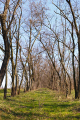 Tree rows in the spring forest