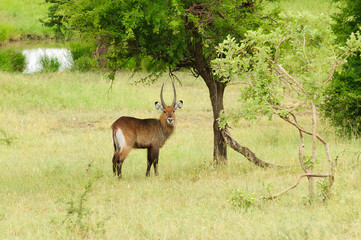 Male Waterbuck 