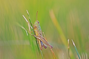 grasshopper