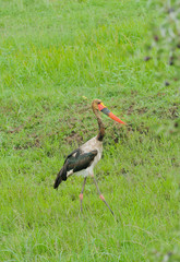 Saddle-billed stork (Ephippiorhynchus senegalensis) in Serengeti National Park