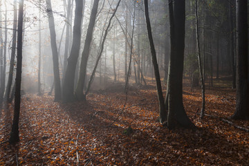 Wald in Kärnten