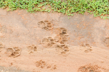 African Lion Tracks in the mud