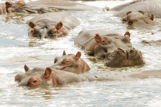 Closeup of Hippopotamus (scientific name: Hippopotamus amphibius, or "Kiboko" in Swaheli) image taken on Safari in the Serengeti National park, Tanzania