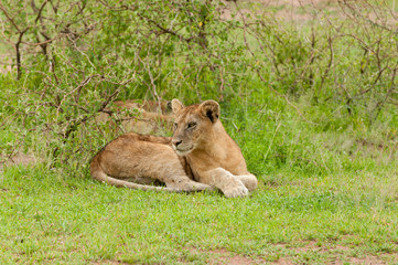 Closeup of a  Lion cub (scientific name: Panthera leo, or 