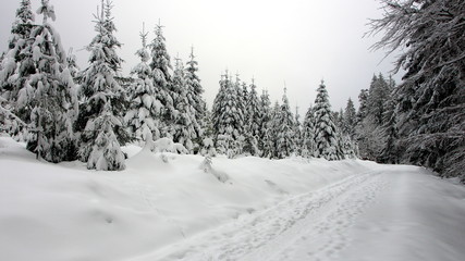 einsamer Weg durch verschneiten Winterwald im Schwarzwald