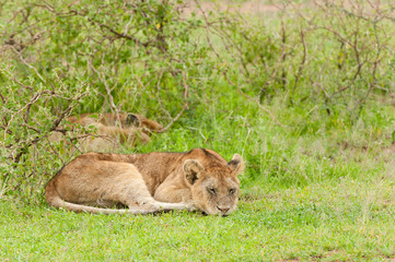 Closeup of a  Lion pride (scientific name: Panthera leo, or "Simba" in Swaheli) image taken on Safari located in the Serengeti National park, Tanzania