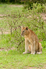Closeup of a  Lion pride (scientific name: Panthera leo, or "Simba" in Swaheli) image taken on Safari located in the Serengeti National park, Tanzania