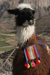 Lama portret © Grzegorz