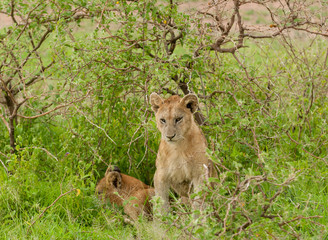 Closeup of a  Lion pride (scientific name: Panthera leo, or 