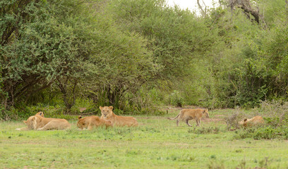 Lion pride resting (scientific name: Panthera leo, or "Simba" in Swaheli) in the Serengeti National park, Tanzania
