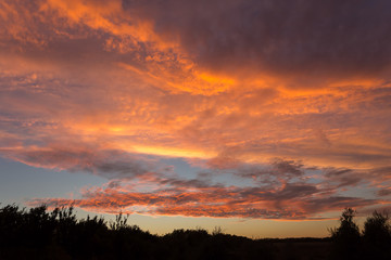 Twilight sky with tree silhouettes