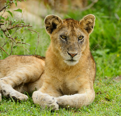 Closeup of a  Lion cub in the rain (scientific name: Panthera leo, or 