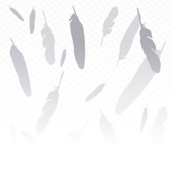 background feathers in gray and white