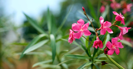 Closeup pink flowers in the garden, nature background.