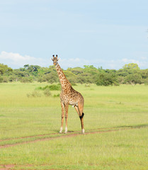 Male Masai Giraffe (scientific name: Giraffa camelopardalis tippelskirchi or 