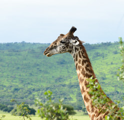 Male Masai Giraffe (scientific name: Giraffa camelopardalis tippelskirchi or 