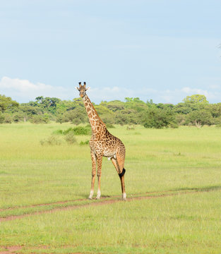 Male Masai Giraffe (scientific name: Giraffa camelopardalis tippelskirchi or "Twiga" in Swaheli) image taken on Safari  in the Serengeti National park,Tanzania