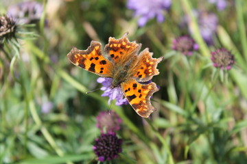 Fototapeta na wymiar beautiful butterfly on flower macro