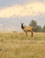 female Elk  (Cervus Canadensis) in farmland near Mt. Spokane