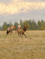 Naklejka na ściany i meble Herd of female Elk cows (Cervus Canadensis) in farmland in Washington