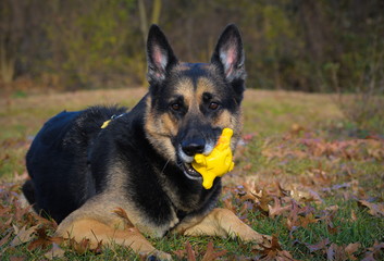 German Shepherd Dog with squeak toy