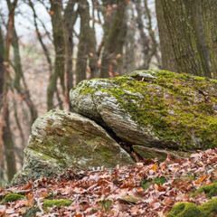 Felsbrocken im Wald mit eigenem Muster und Struktur