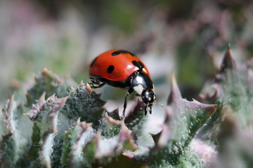 Ladybug beetle macro