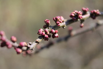branch with buds macro