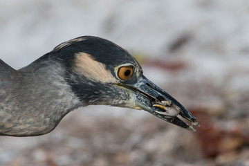 YELLOW CROWNED NIGHT HERON EATING A CRAB