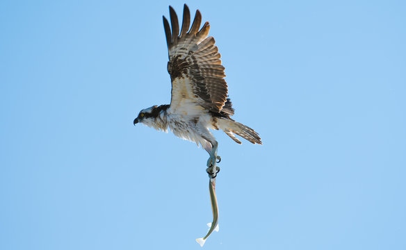 Osprey carrying a needle fish