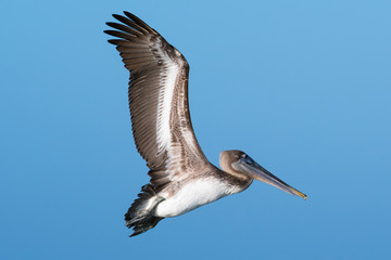 BROWN PELICAN IN FLIGHT