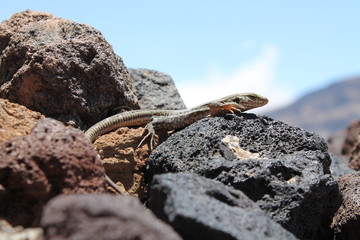 salamander on rocks madeira