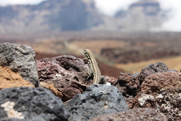 salamander on rocks madeira