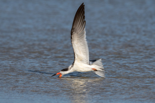 Black Skimmer skimming the water