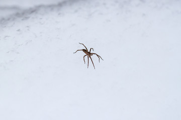 Spider on snow