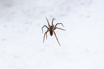 Spider on snow