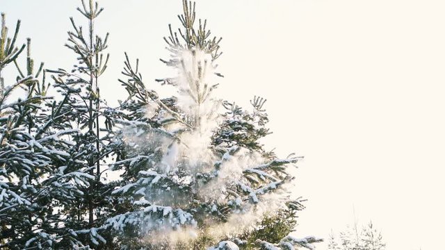 beautiful winter forest, snow falls from pine