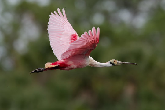 Mature Roseate Spoonbill in flight