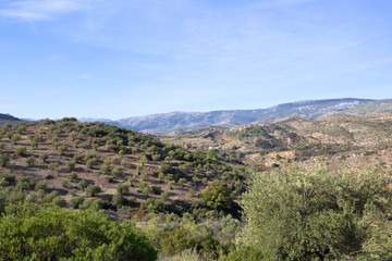 Fototapeta na wymiar mountain olive groves