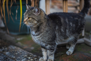 Obraz premium Homeless cat outdoor