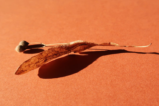 Autum Leave on brown Cardboard