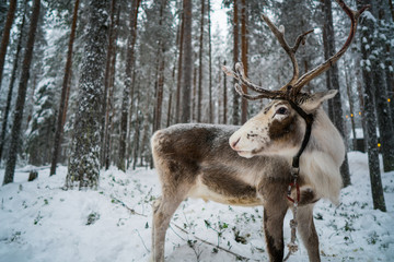 Reindeer Rudolph