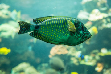 Korallenriff mit Fischen
