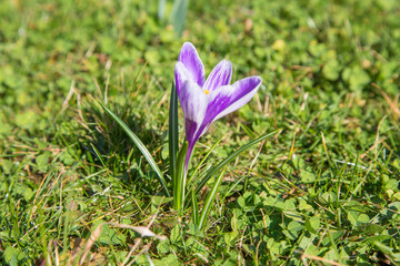pr&auml;chtige farbenfrohe Fr&uuml;hlingsboten: Krokusse