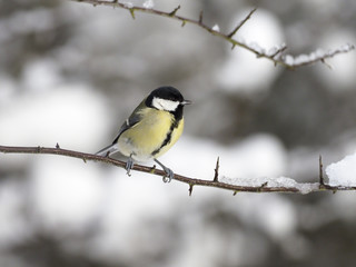 Obraz premium Great tit, Parus major