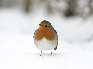 Robin,  Erithacus rubecula