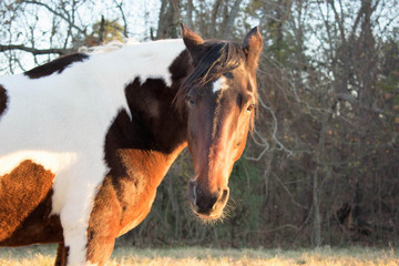 Christmas Portrait of a horse