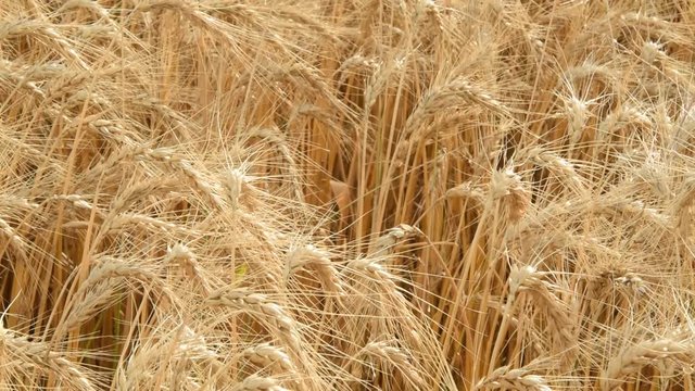 trigal previo a la cosecha en la provincia de Buenos Aires, Argentina