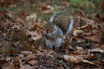 grey Squirrel